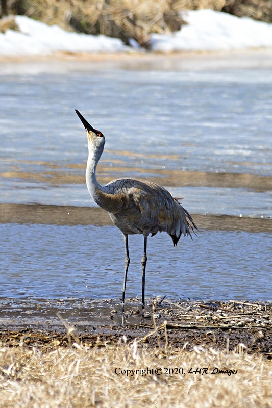 Sandhill Crane