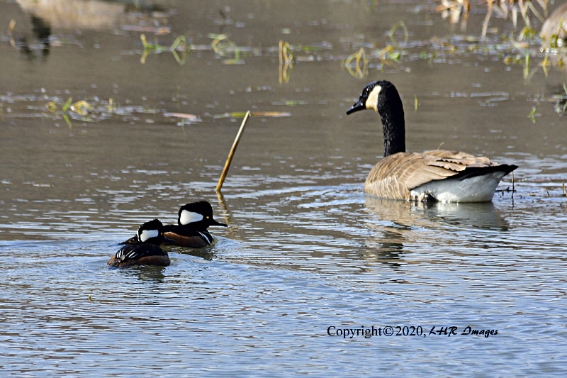 Hooded Mergansers and a Canada Goose