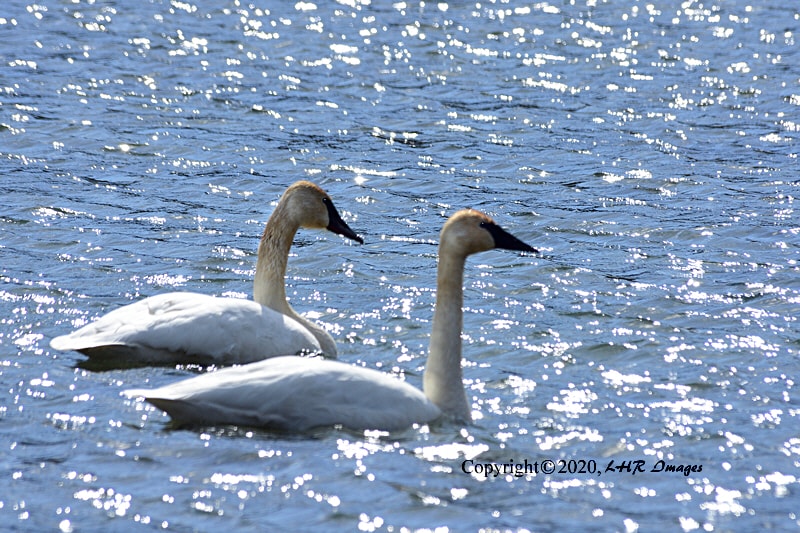 Trumpeter Swans