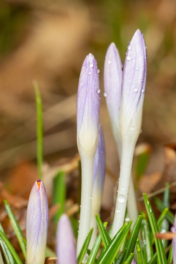 Budding Crocus flowers