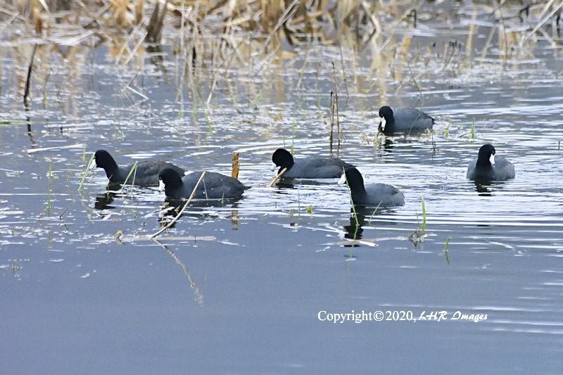 American Coots