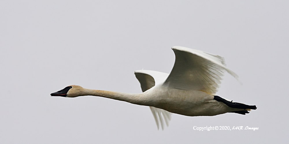 Trumpeter Swan in fllight