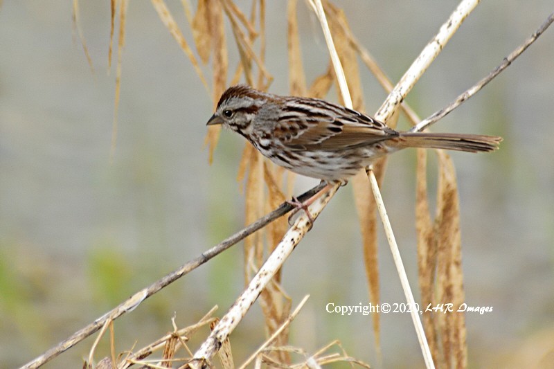 Song Sparrow