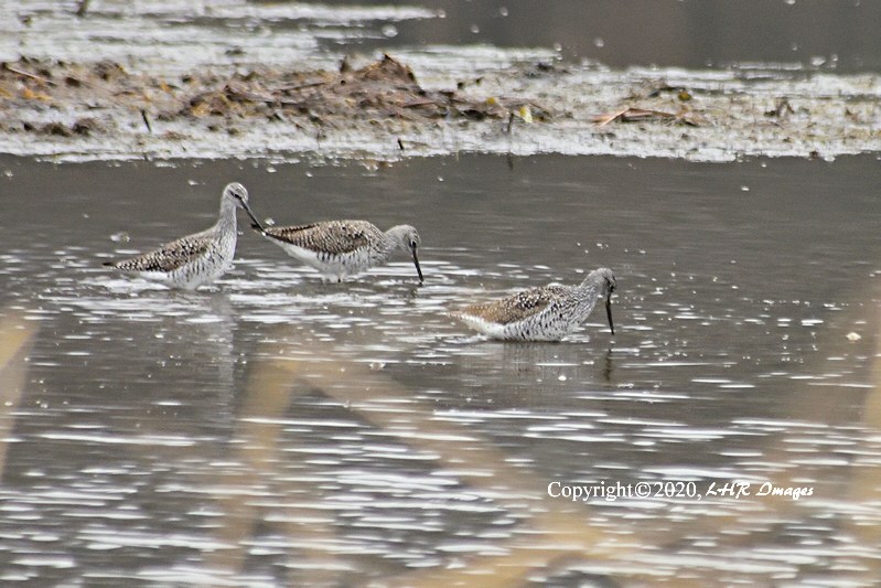 Greater Yellowlegs