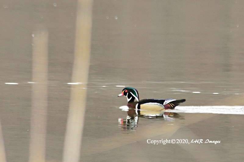 Male Wood Duck