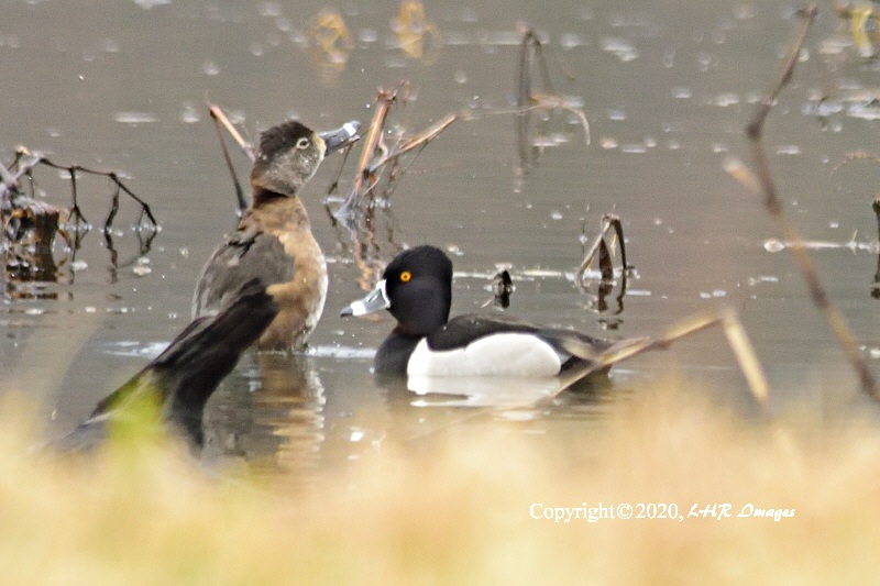 Ring-necked Ducks