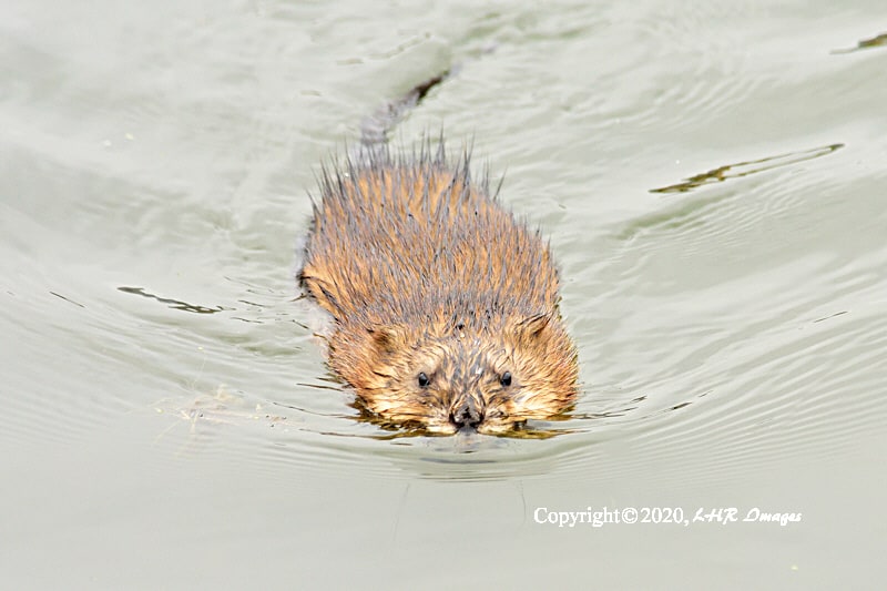 Muskrat