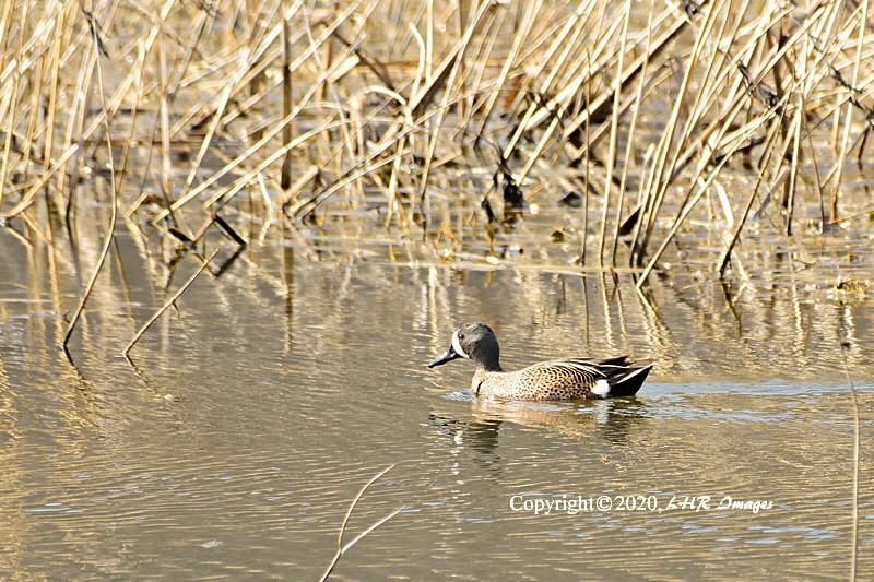 Blue Winged Teal