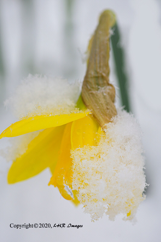 Daffodil in Snow