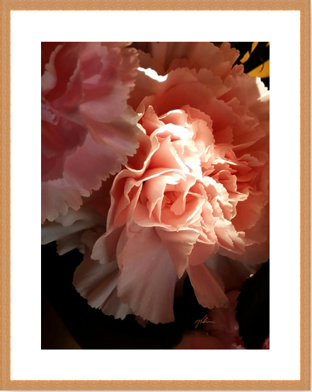 Soft Peach Ruffled Edge Flowers by Julius Valiunas