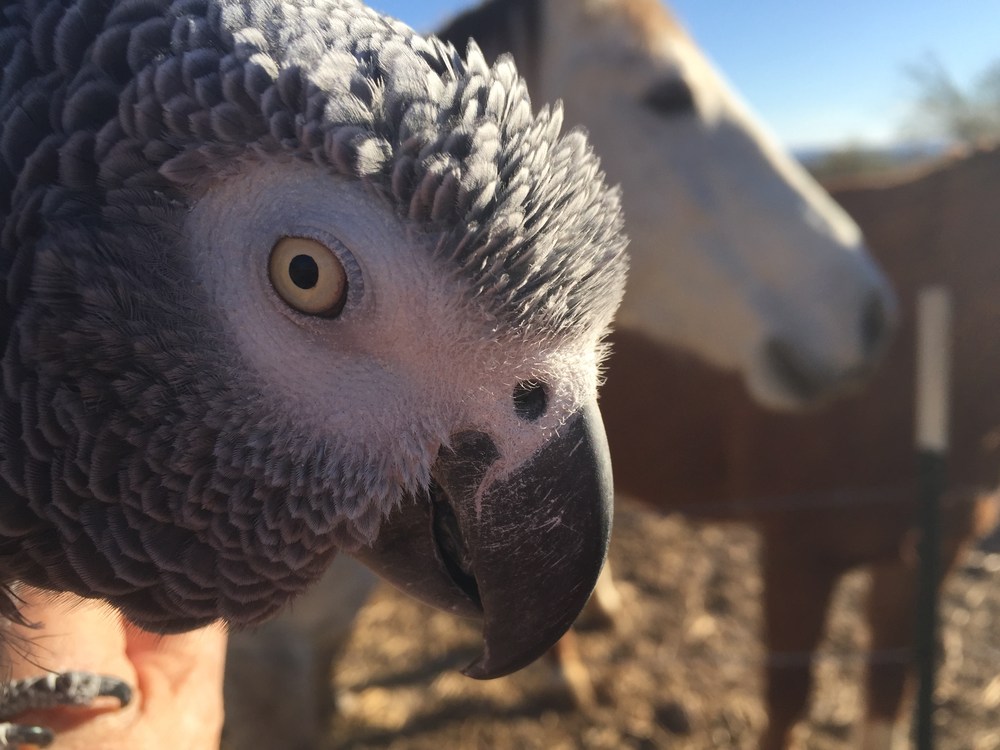 african grey parrot and white horse