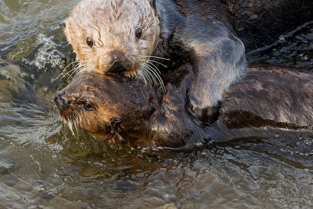 Ode To Sea Otter Moms