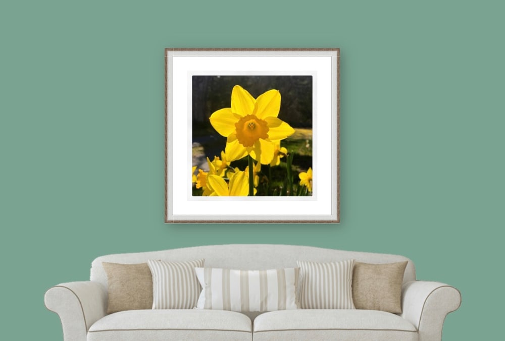 Daffodil Instagram Wall Art by George Delany 