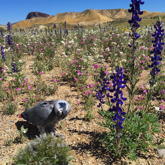 African Grey parrot in Big Bend bluebonnets