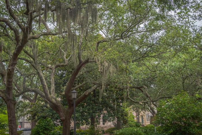 Spanish Moss hanging from the trees in Savannah