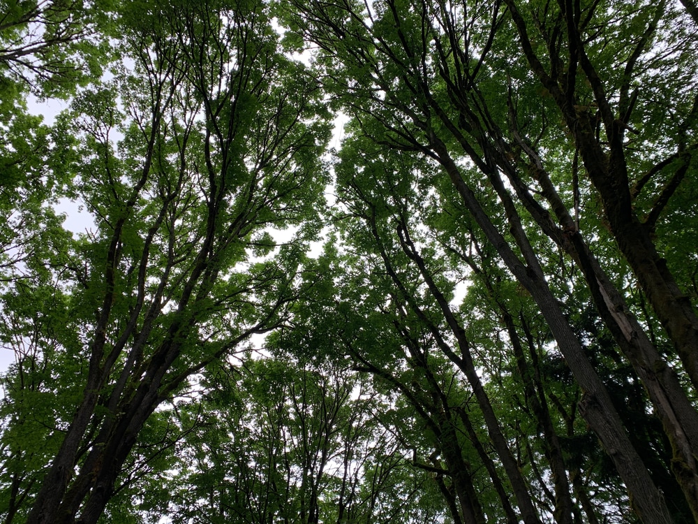 Look up through the trees