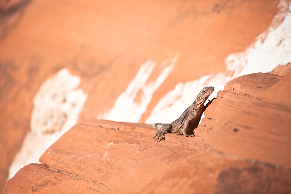 Common chuckwalla Lizard at Valley of Fire State Park