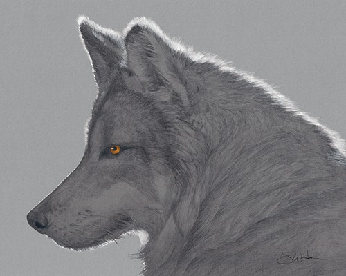 drawing of wolf