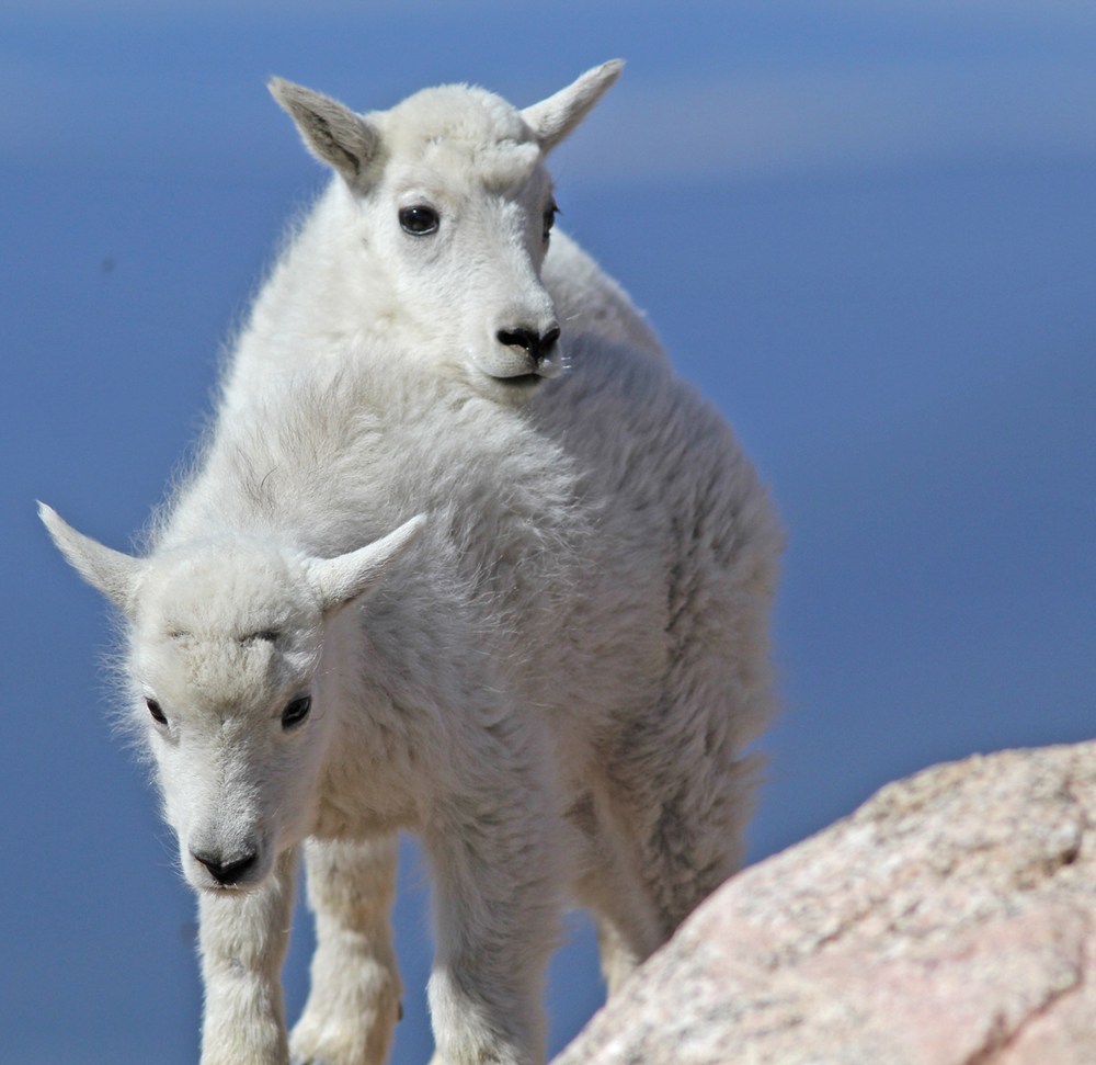 2 Mountain Goat Kids