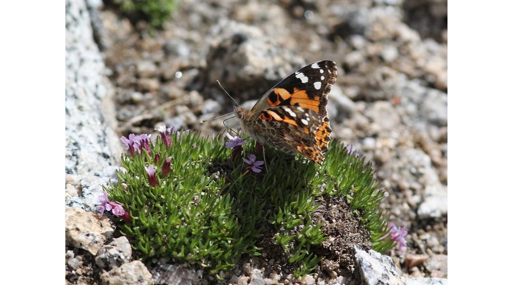 Painted Lady Butterfly atop alpine flowers