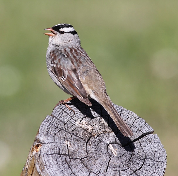 Male White-crowned Sparrow sings in search of his Lady Love