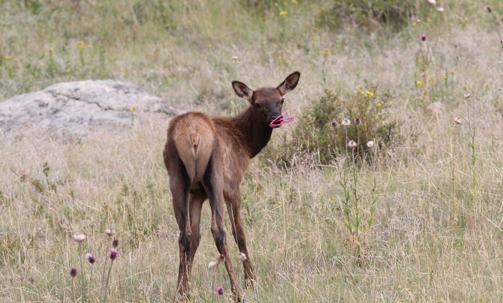 Elk calf with pink sunglasses