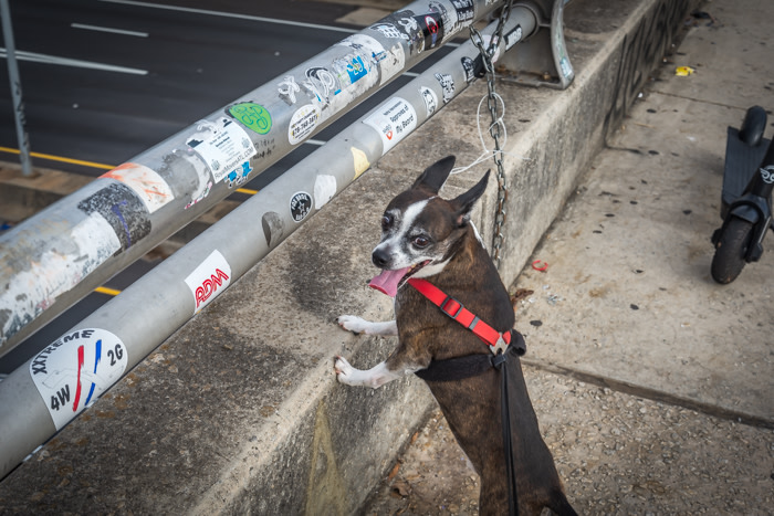 My dog, Jack Bauer, at the Jackson Street Bridge