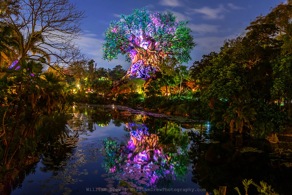 Tree of Life Reflections - Disney Acrylic Art | William Drew Photography