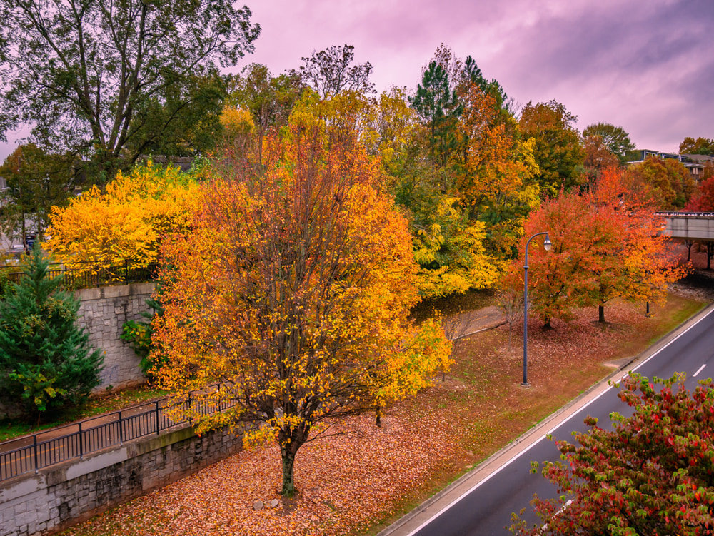 Fall color in the trees in an Atlanta neighborhood