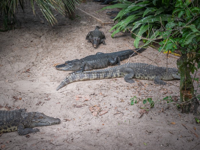 An alligator farm in Florida