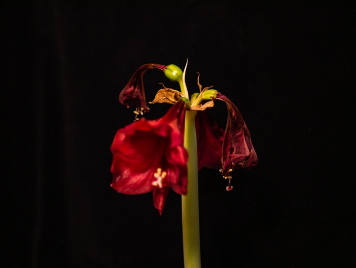 An amaryllis plant with withering blooms