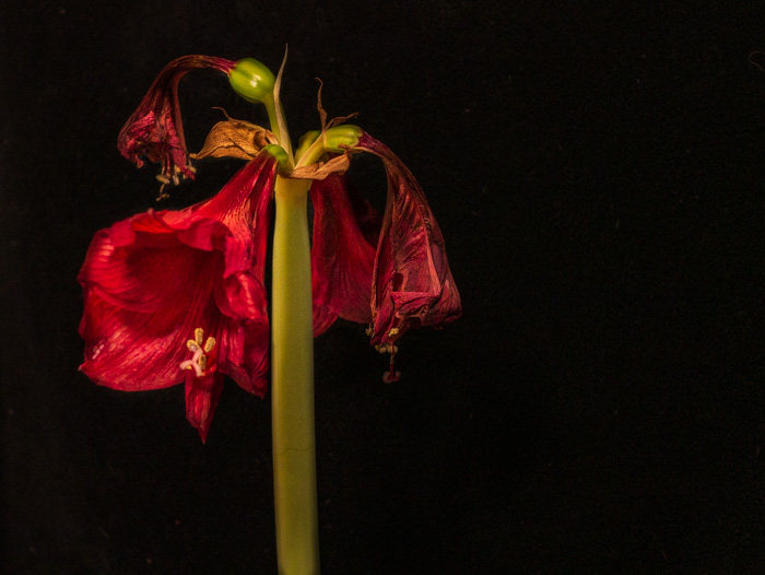 An amaryllis flower with fading blooms