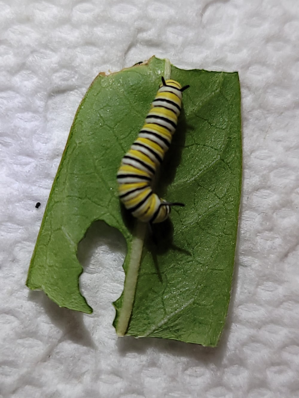 baby monarch caterpillar, 2nd instar