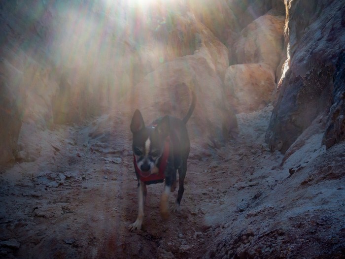 My dog, Jack Bauer, running through Providence Canyon