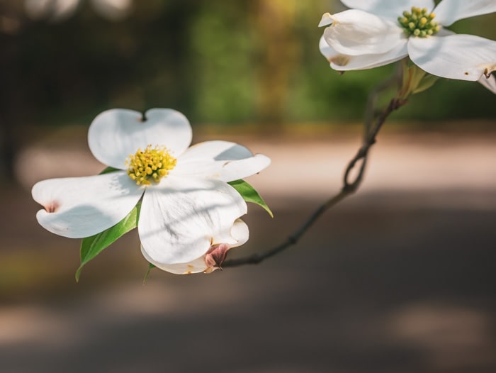 White Dogwood Flowers