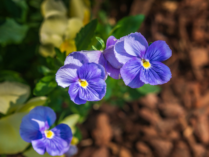 Small purple flowers