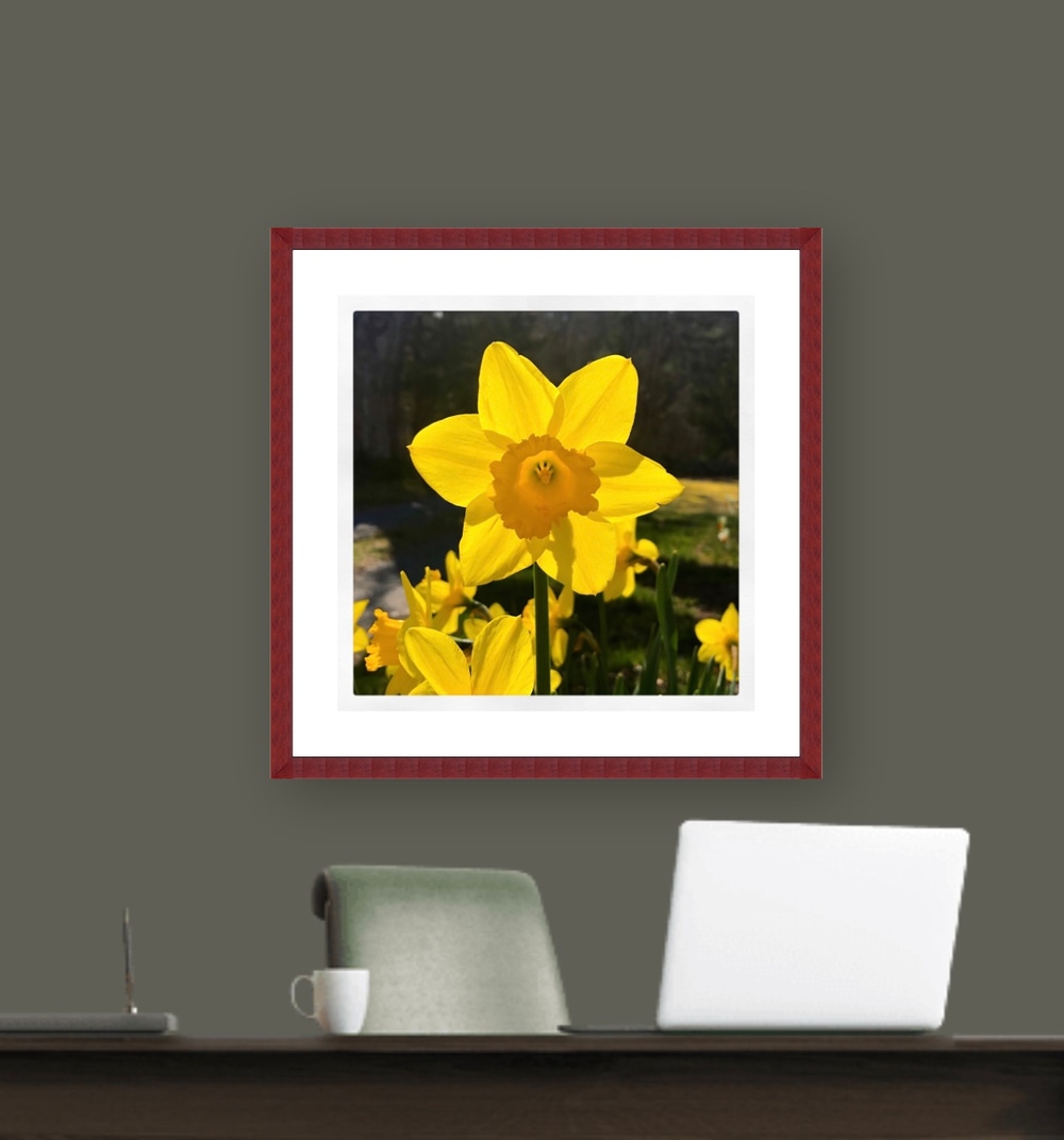 easter daffodil 