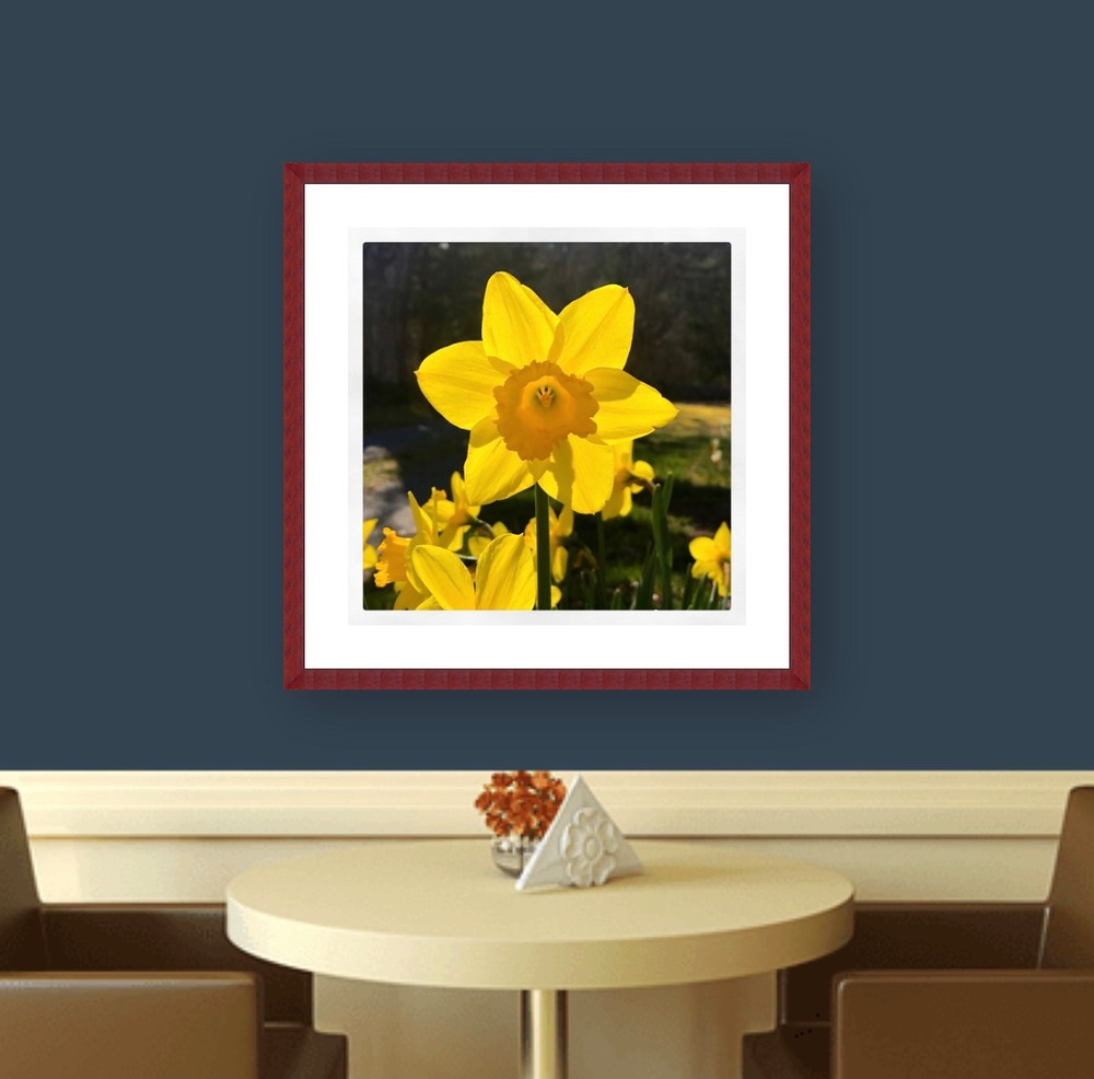 Daffodil photo 