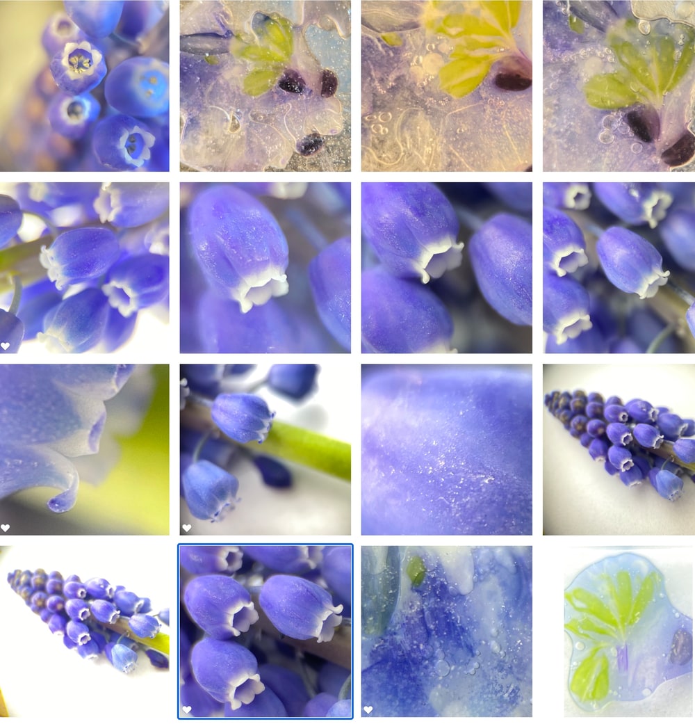 Grape Hyacinths, also known as Muscari, macro flower photography photos by Marie Stephens Art