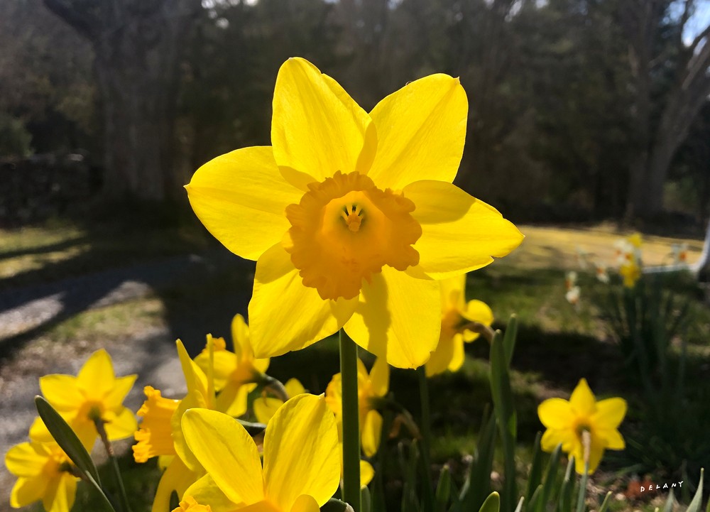 Daffodil print 