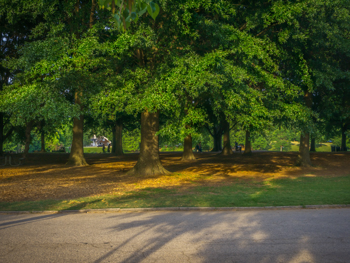 Beautiful green trees in Piedmont Park