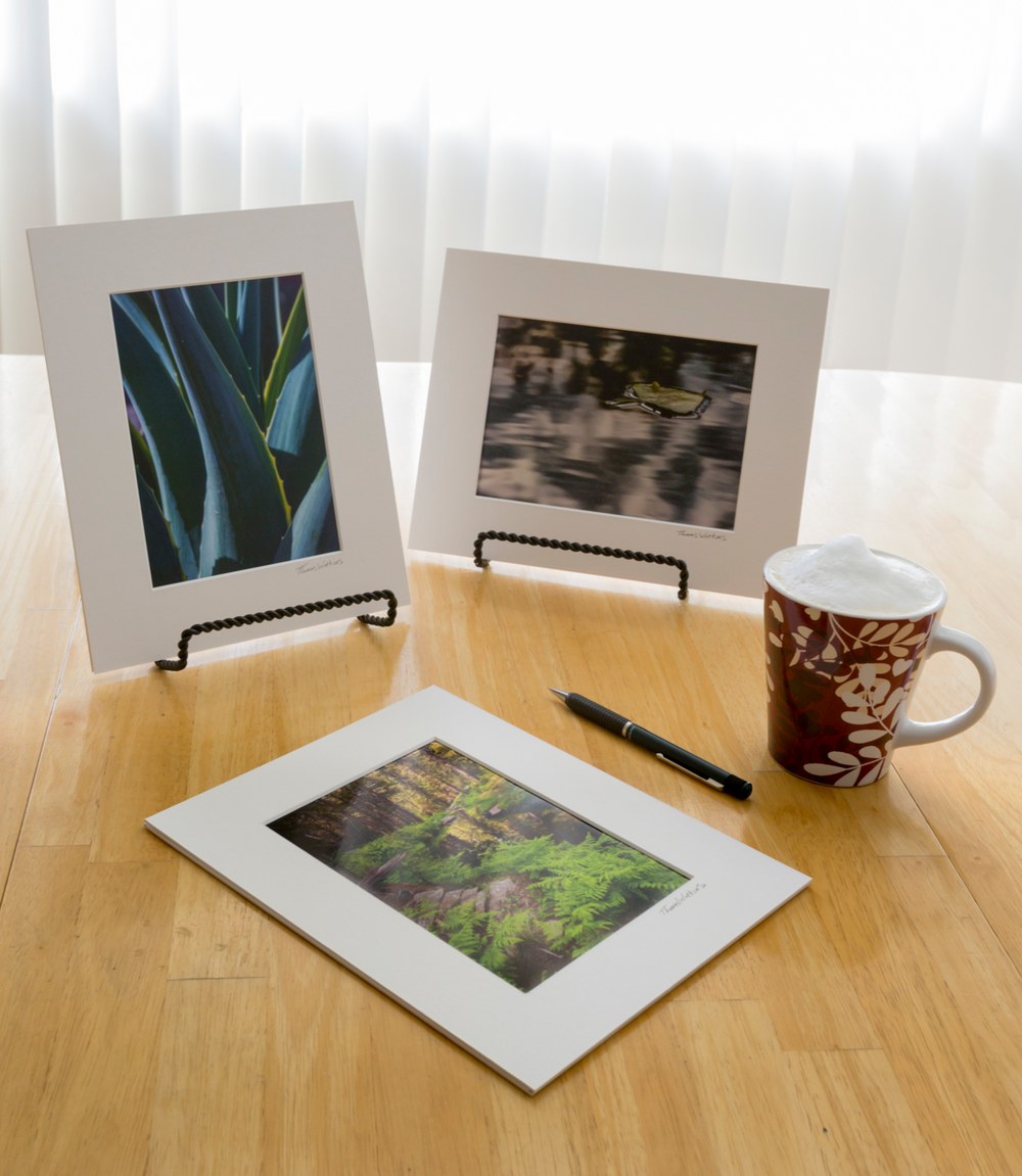 Nature photography giclee wall art prints of an abstract agave cactus, a leaf floating on water and a forest landscape