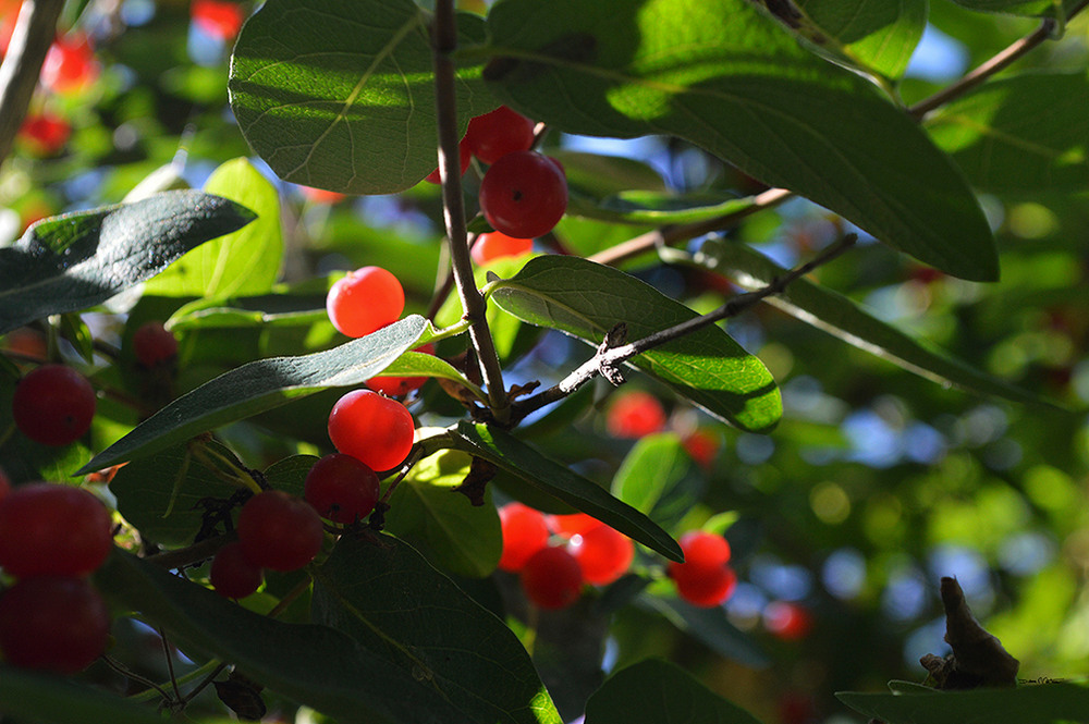 Sun Kissed Red Berries - Jane's Garden