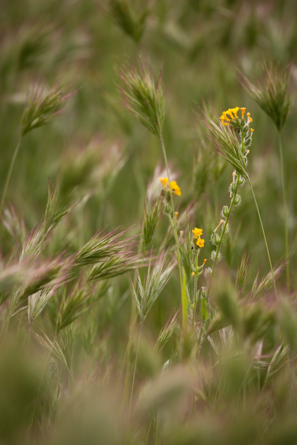 A yellow fiddleneck flower blooms amoung out of focus Red Broome grass.