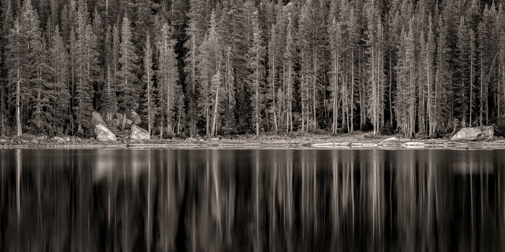 Black and white panoramic photograph of pine trees reflecting on the still waters of a lake in Yosemite National Park by Thomas Watkins.