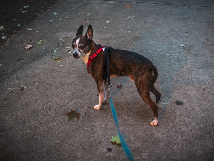 My sweet little brindle-colored dog - part Boston Terrier, part Chihuahua, and Jack Russell. His name is Jack Bauer.