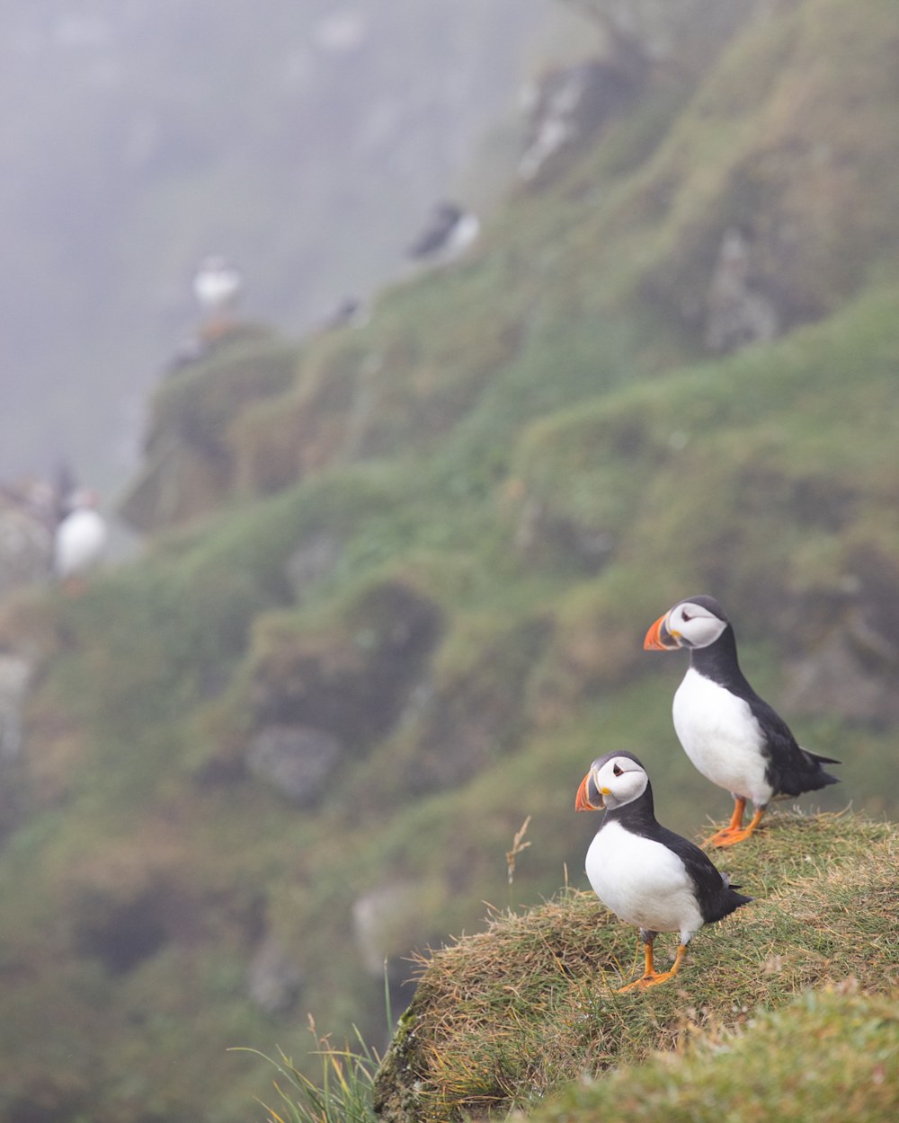 The Puffins on Mykines Island