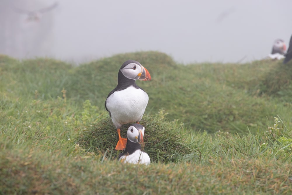Faroe Island Puffins