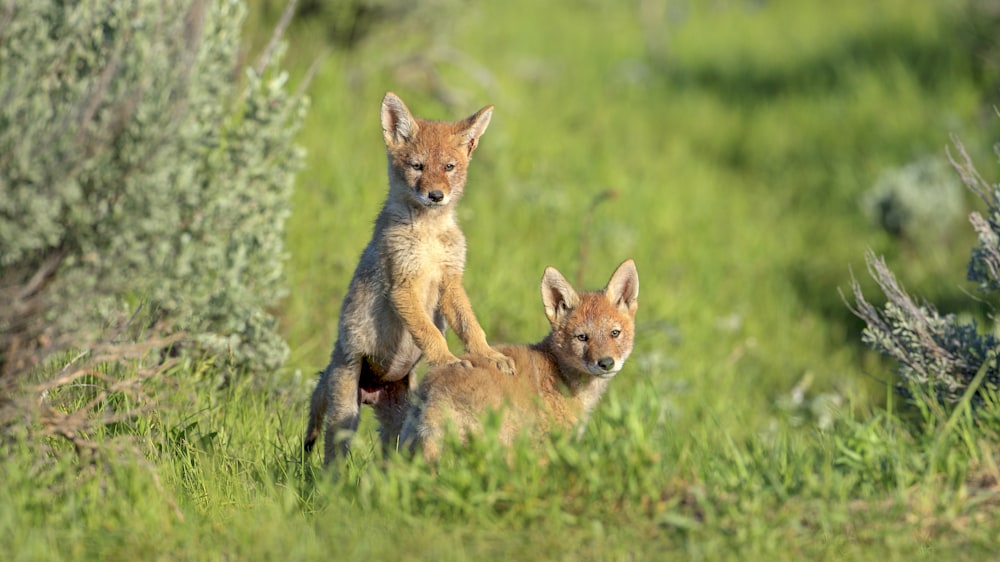 Two coyote puppies playing in the wild