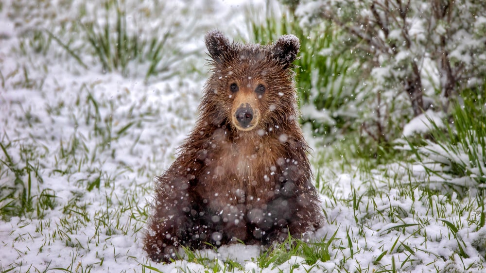 A grizzly bear cub playing in the snow